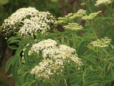 Elderberries grow wild throughout Florida.  The flat white flower clusters are hard to miss. Photo by Monica Brandies