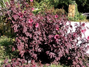Cranberry hibiscus looks good in the garden and tastes good in a salad. Photo by Monica Brandies