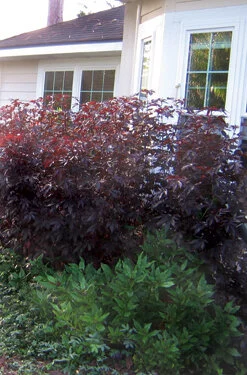 Okinawa spinach grows in front of a hedge of cranberry hibiscus (black roselle).  Photo by Mary Adams