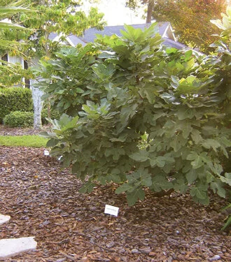 Patsy Murray finally has a fig  tree in her Florida yard.  Photo by Mary Adams