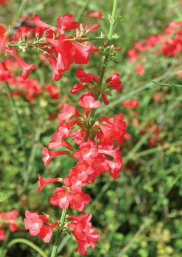 Russelia rotundifolia ‘San Carlos’ is a good hummingbird attractor.  Photo by Tom Hewitt