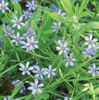 Blue-eyed grass can be divided to make dozens of plants.  Photo by Ana Eire