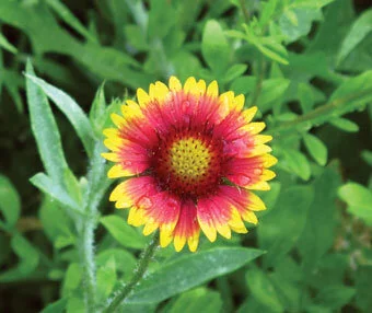 A Florida ecotype of Indian blanket (Gaillardia pulchella) does better for me than commercially available types.  Photo by Ana Eire
