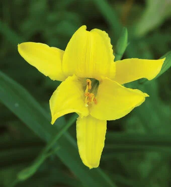Old-fashioned daylilies from my grandmother’s garden need no fertilizer or irrigation.  Photo by Ana Eire