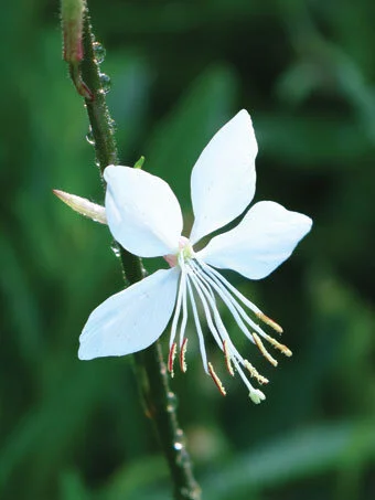 Whirling butterfly spreads moderately by self-sown seeds.  Photo by Ana Eire