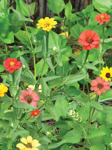 In the spring, I broadcast the seeds of this heirloom zinnia.  Photo by Ana Eire