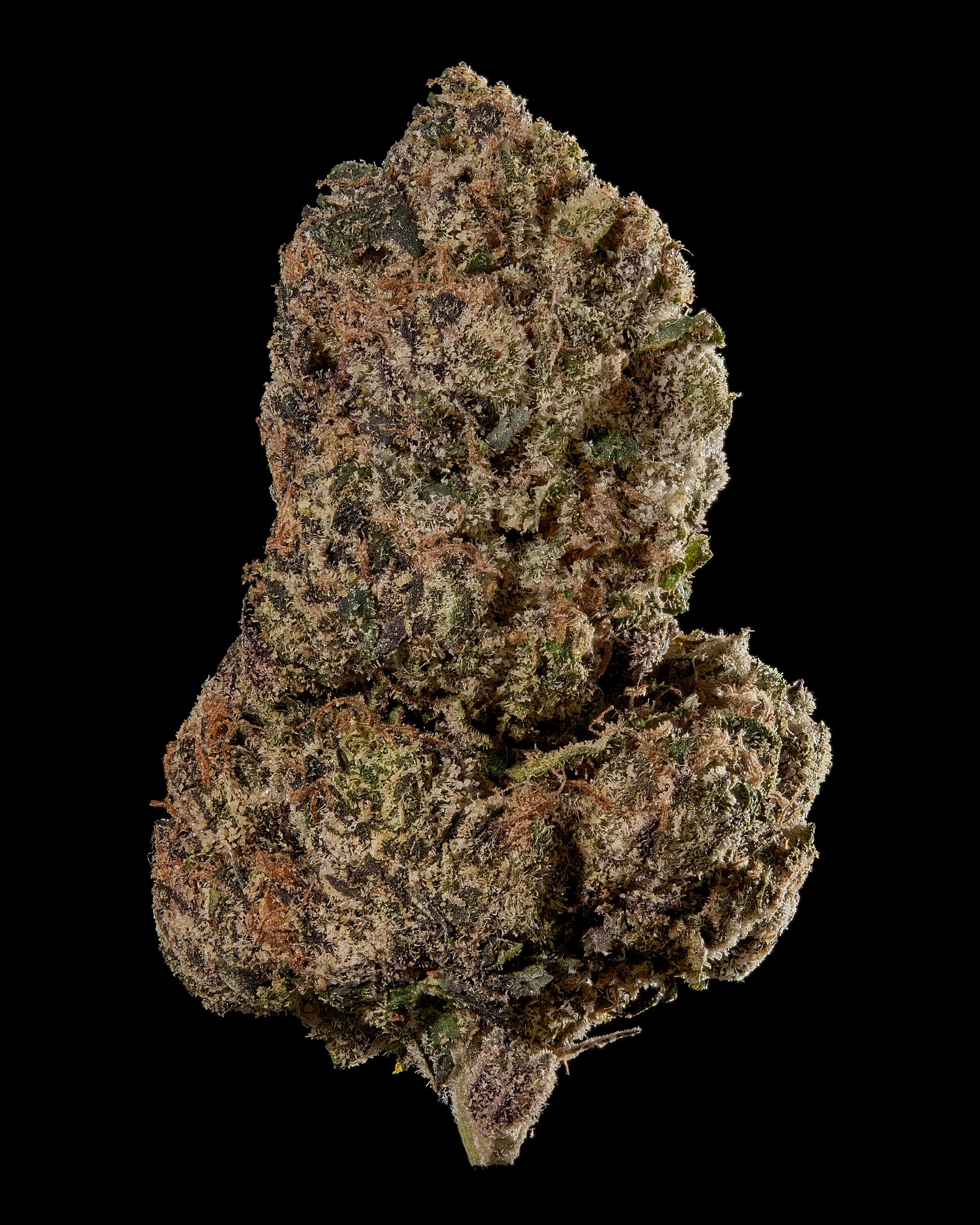 Black Tie – Lemon Cherry Gelato, Hero bud on black.jpg
