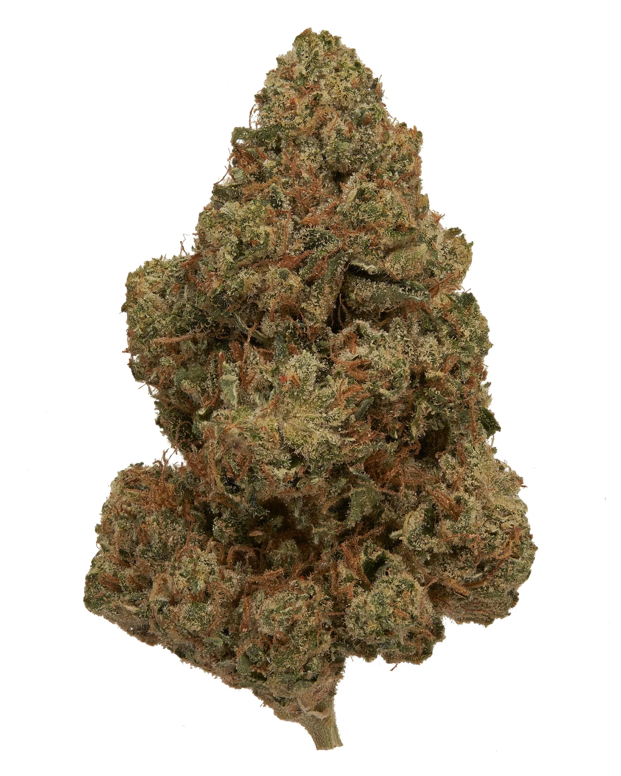 Black Tie - King Louis, macro bud close up shot on white background.jpg