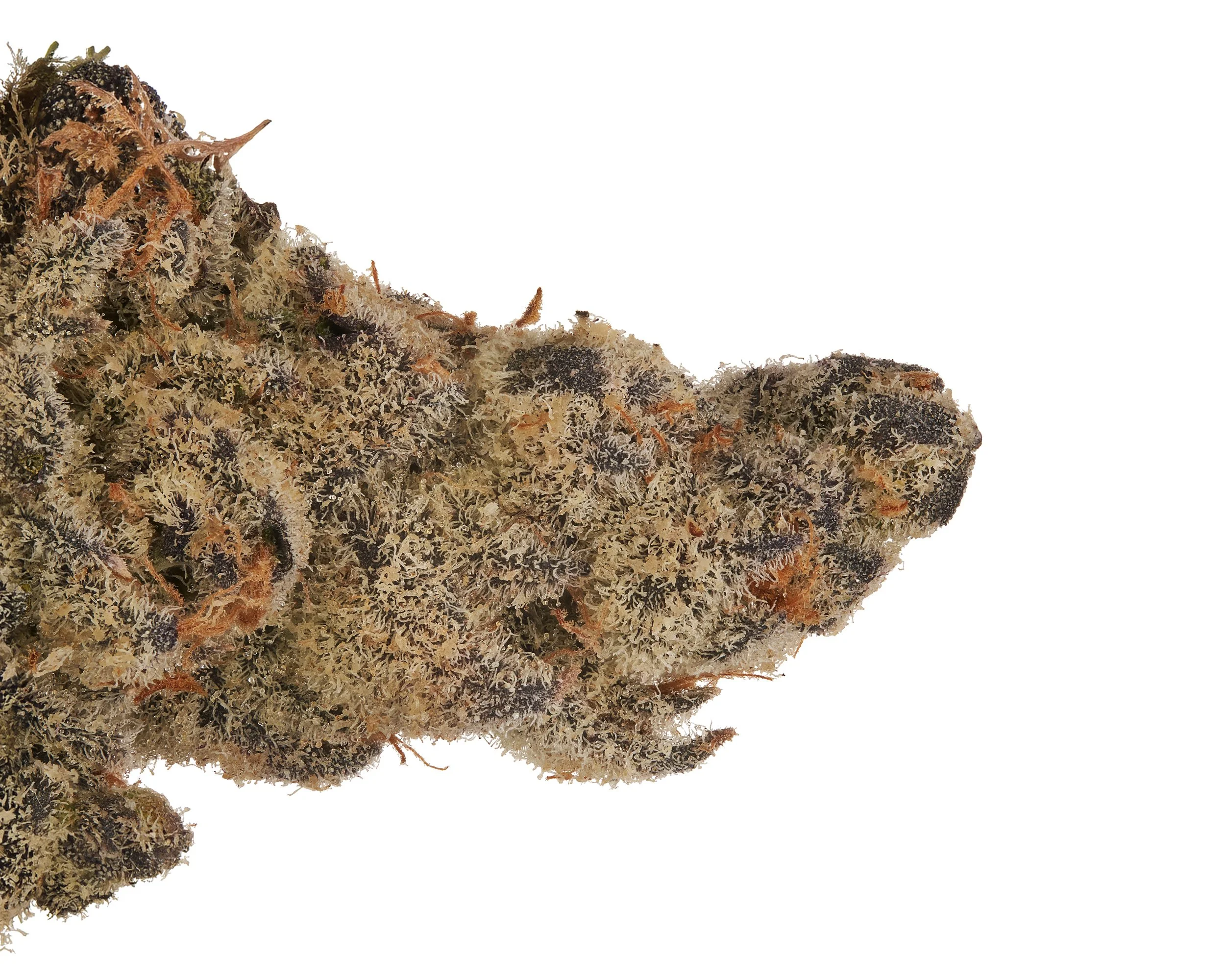 Arete - White Widow, macro.jpg