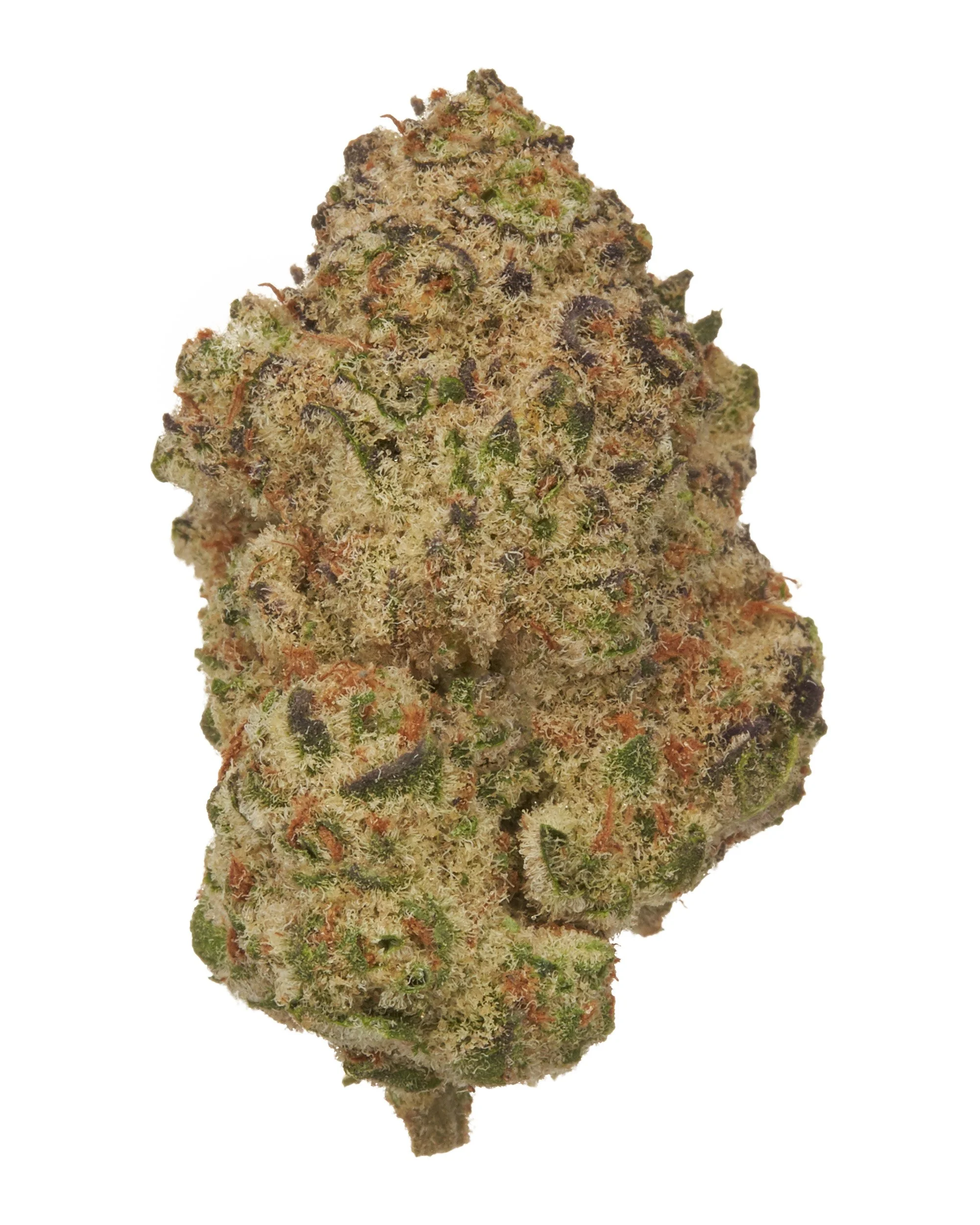 Black Tie - Strawberry Strudel, solo bud on white background.jpg