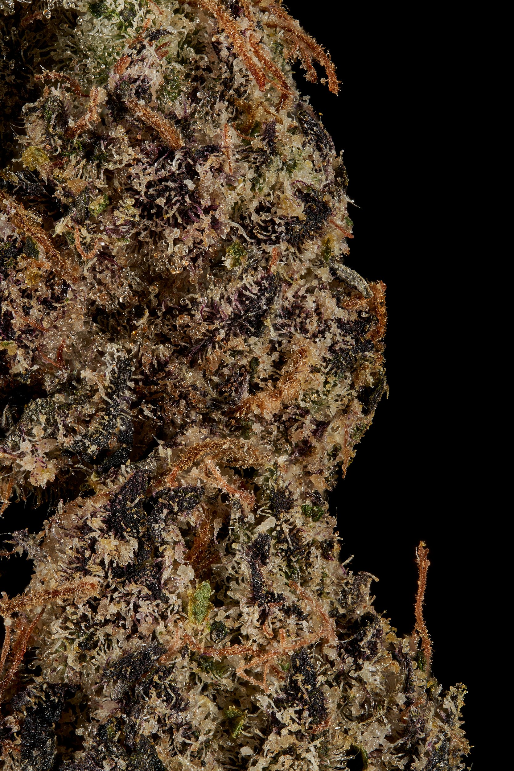 Black Tie – Lemon Cherry Gelato, Trichome macro shots.jpg