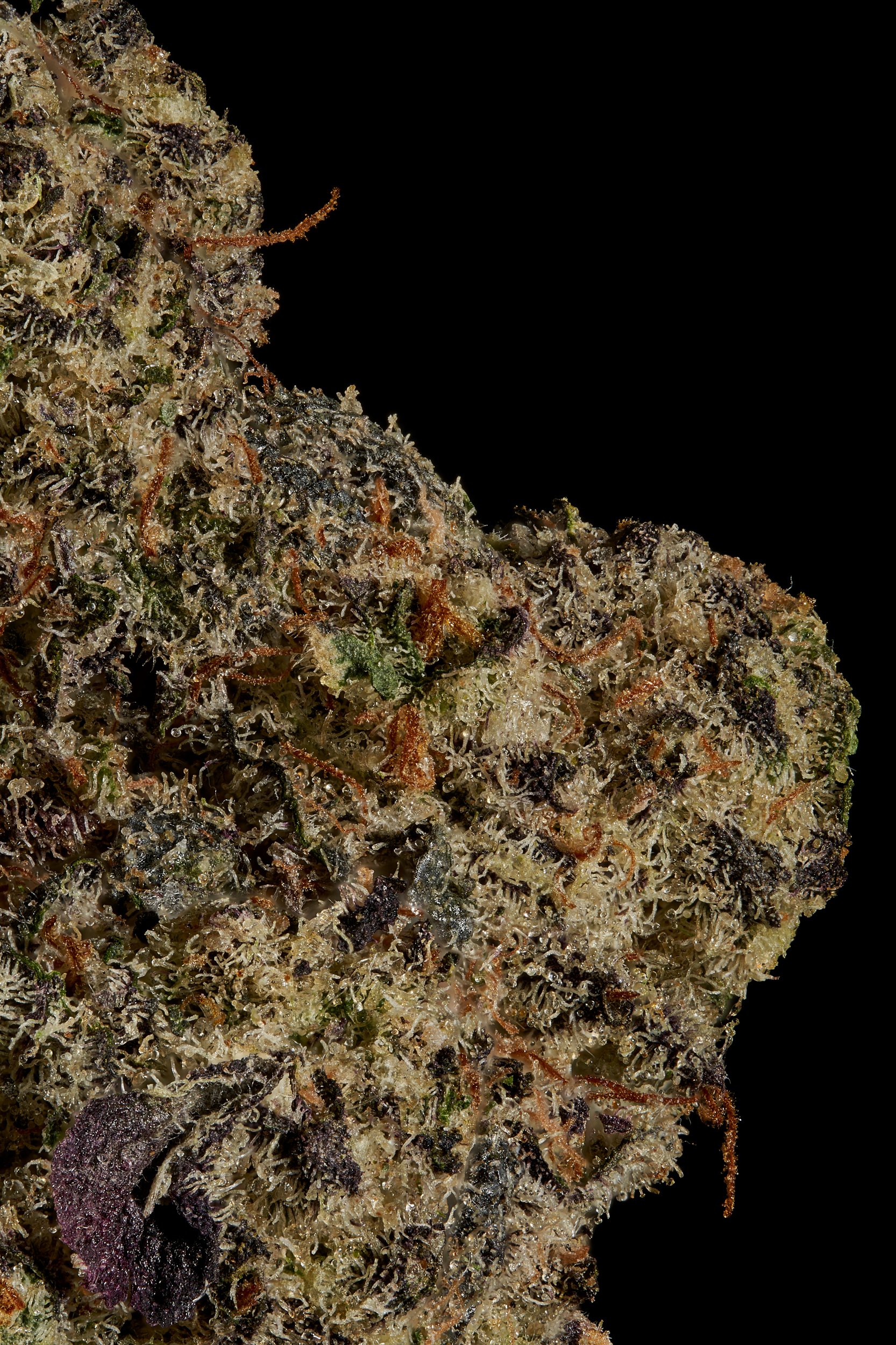 Black Tie – Grandaddy Purple, Trichome macro shots.jpg