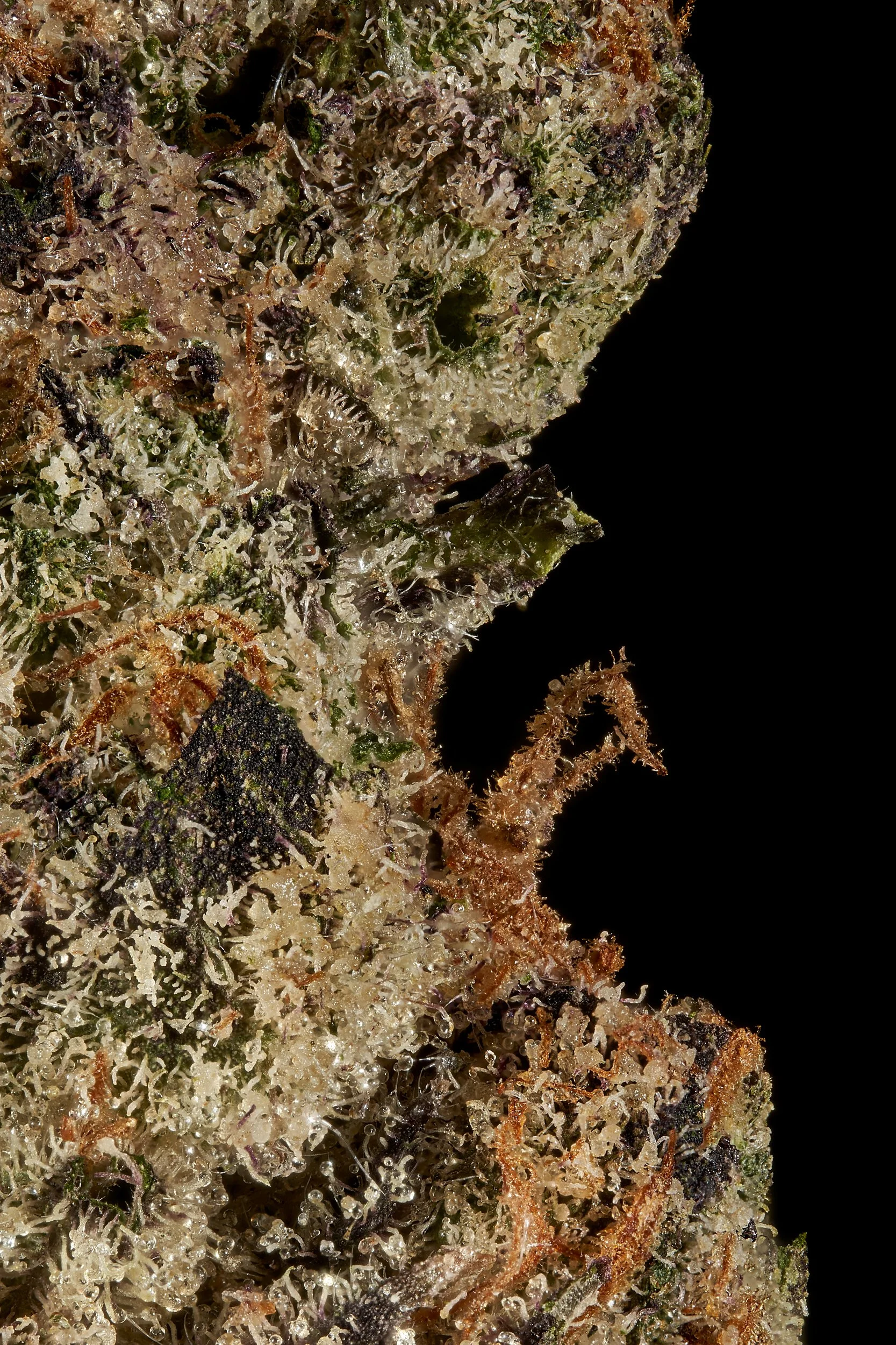 Black Tie – Pixie Sticks, Trichome macro shots.jpg