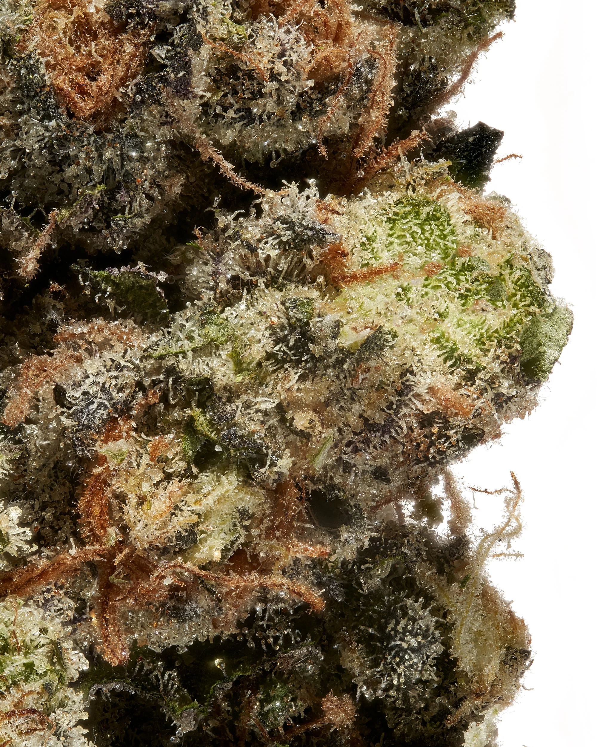 Find Tranquil - Gelato, macro shot, white background_.jpg