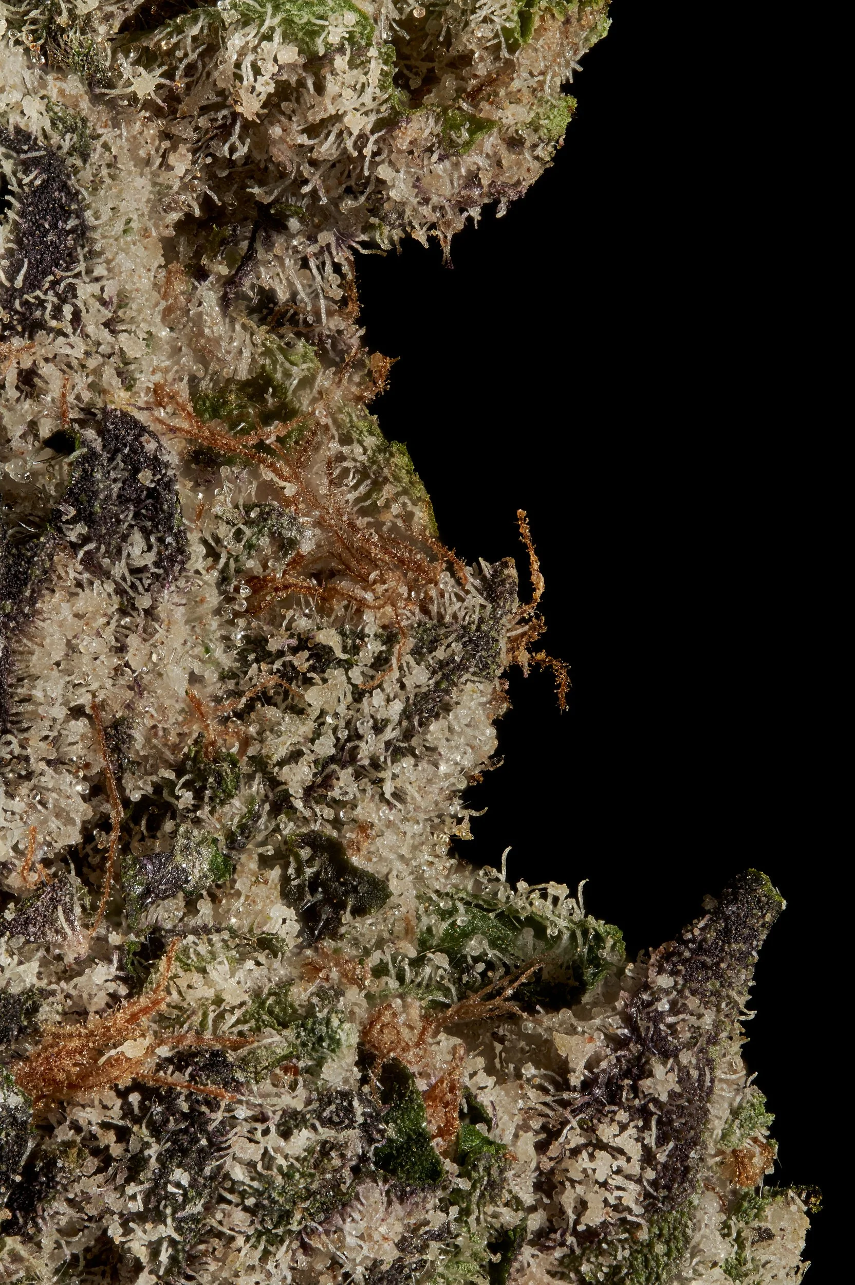 Black Tie – Boston George, Trichome macro shots.jpg
