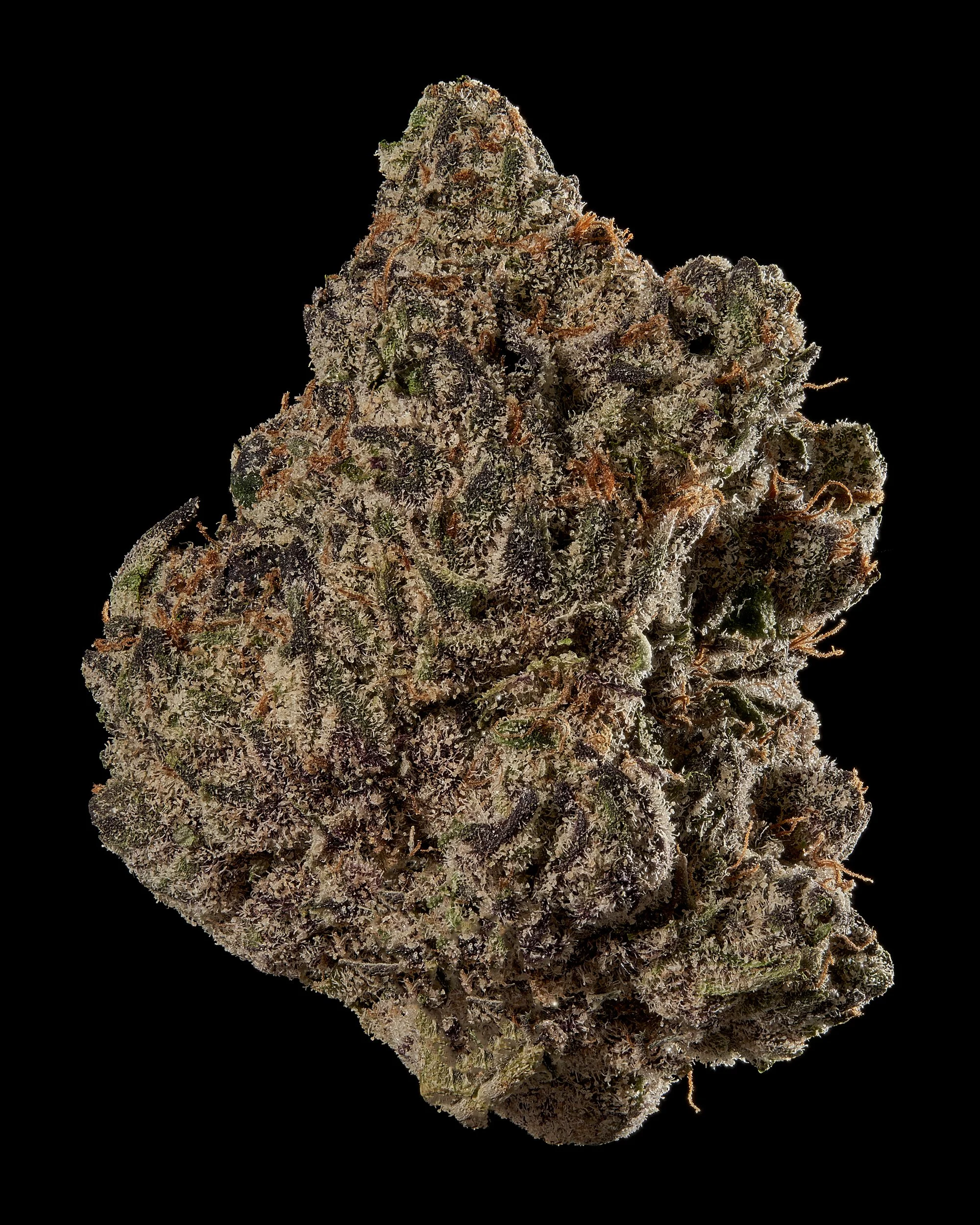 Black Tie – Boston George, Hero bud on black.jpg