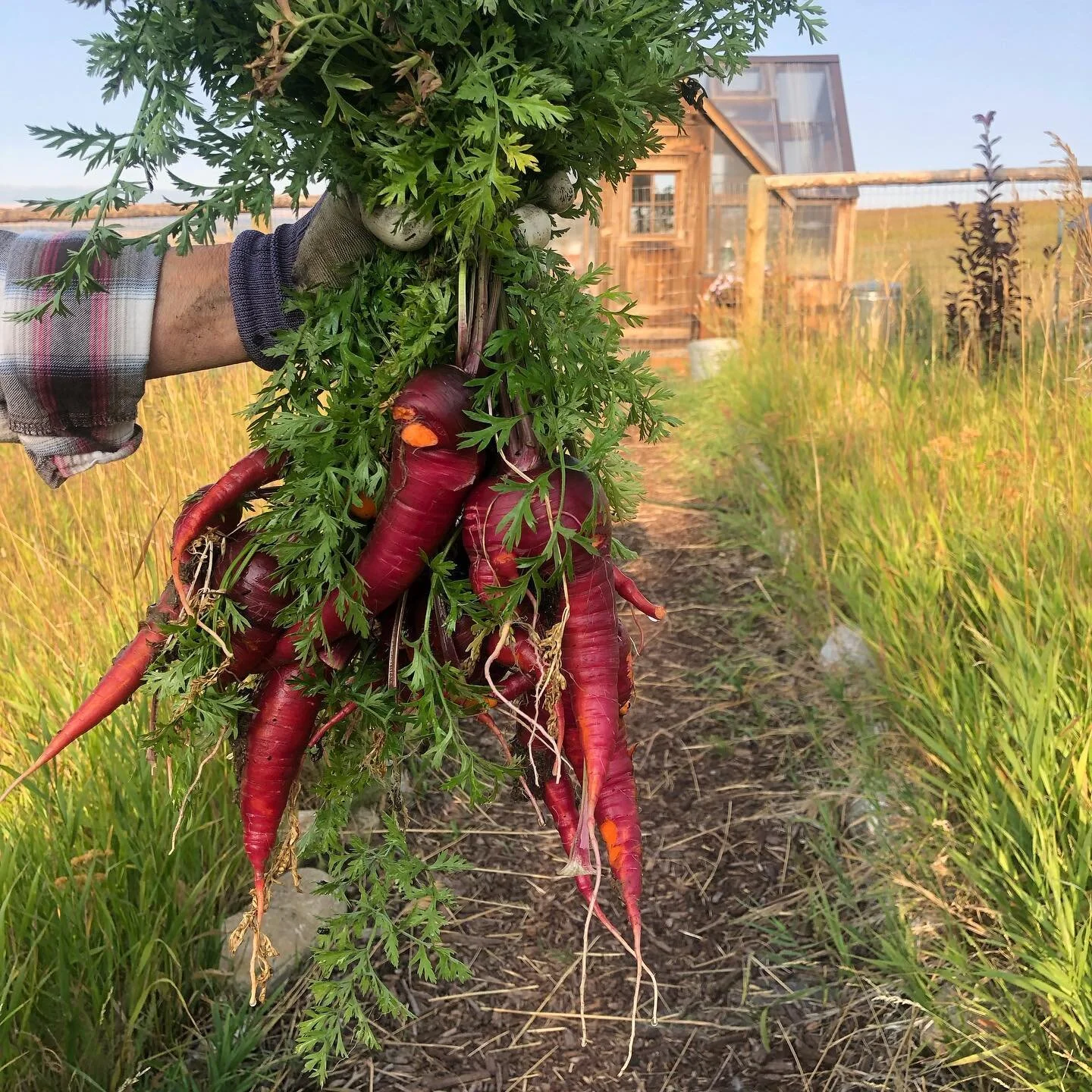 Organic Purple Carrots 🥕!!
.
.
.
#Montana #montanagarden #montanagardening #garden #gardening #carrots #organic #organicgardening #organicfood #organicfarming #farming #farm #crop #harvest #vegetablesgarden #vegetables