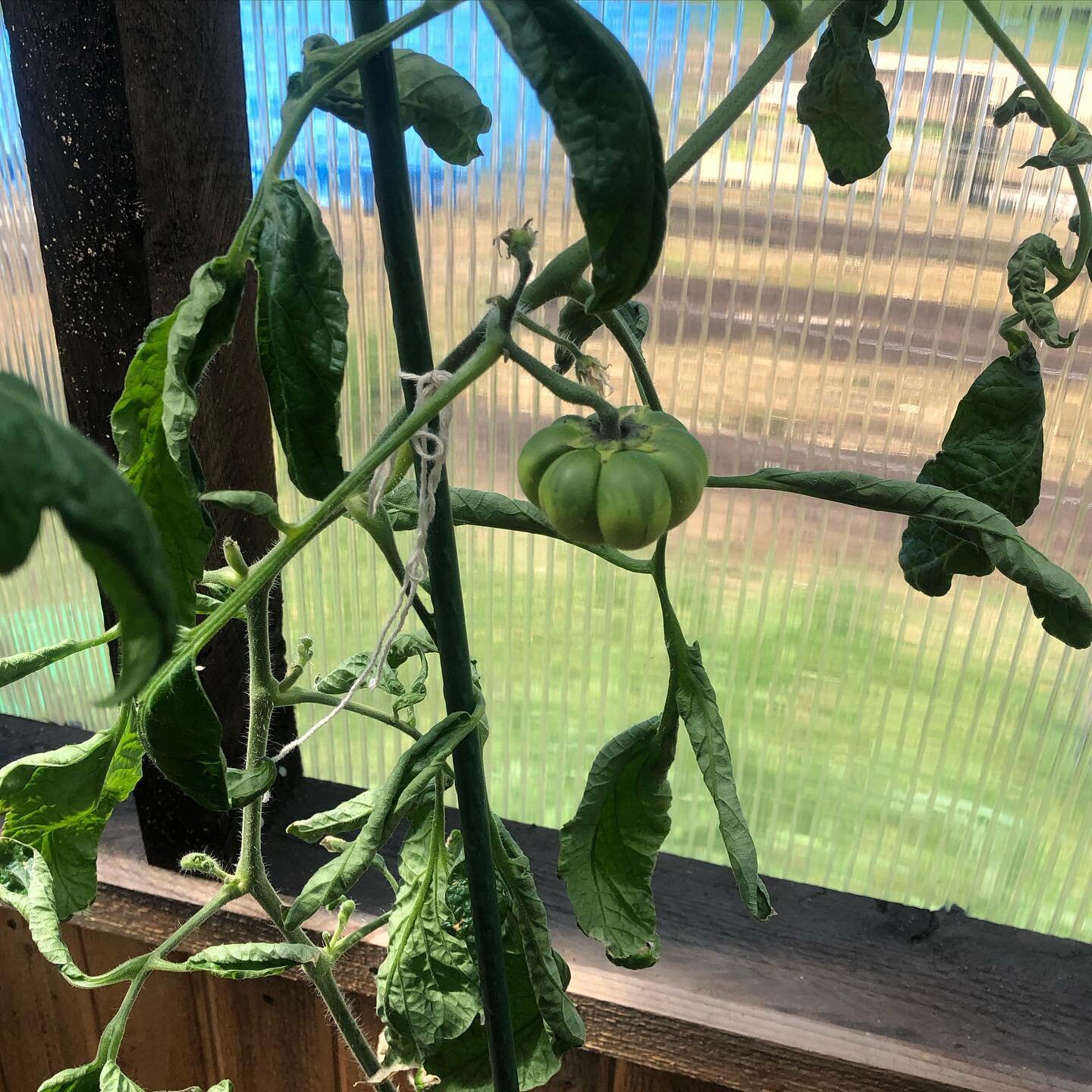The tomatoes are starting to come in! 🍅 
#tomatoes #tomatoes🍅 #tomatoplant #tomatogarden #tomatogardening #tomatogardener #tomatoe #tomatolove #tomatoharvest #tomatolover #tomatofest #greenhouse #greenhouses #gardening #gardeninglife #gardening #gr