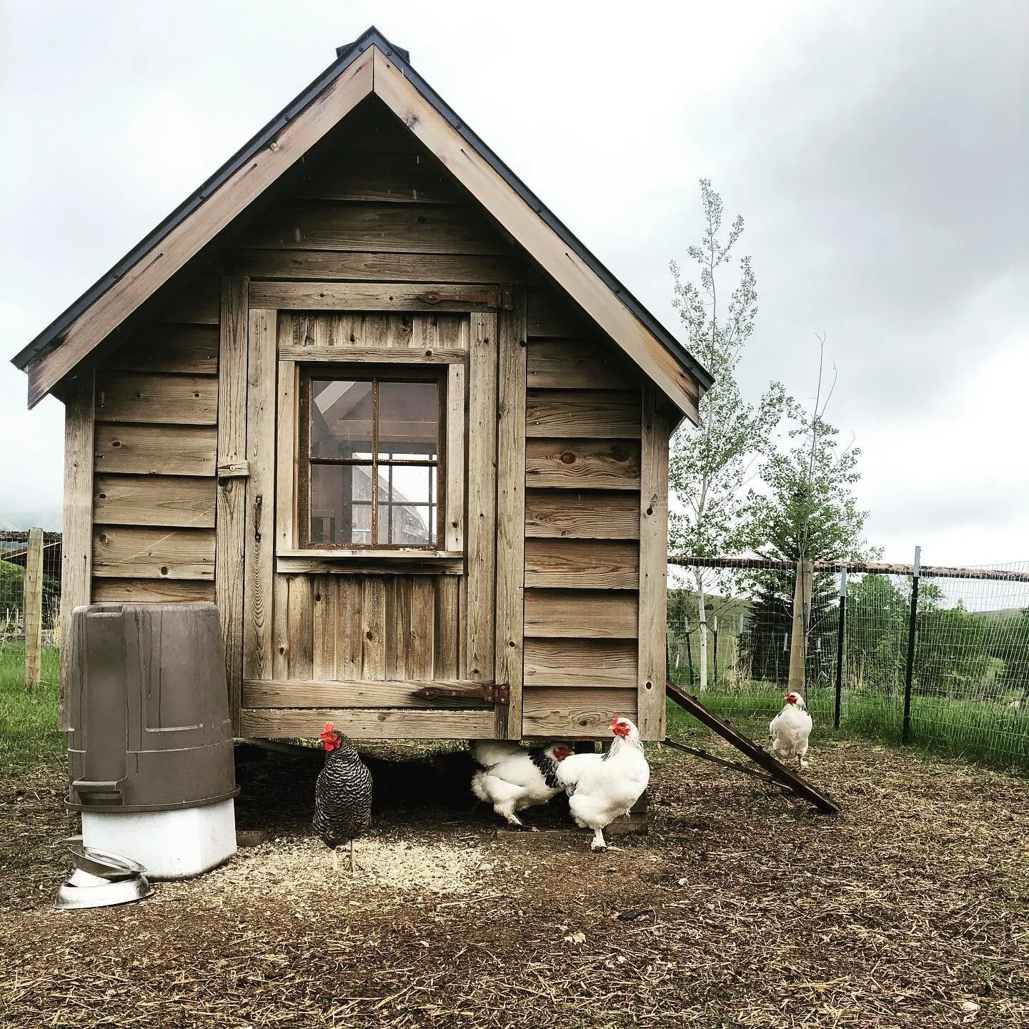 Chicken Coop .
.
.
#chickens #chickensofinstagram #chickencoop #chickencoopsofinstagram #chickencoops #chickencoopideas #chickencoopplans #backyardchickens #backyardchickensofinstagram #backyardchickencoops