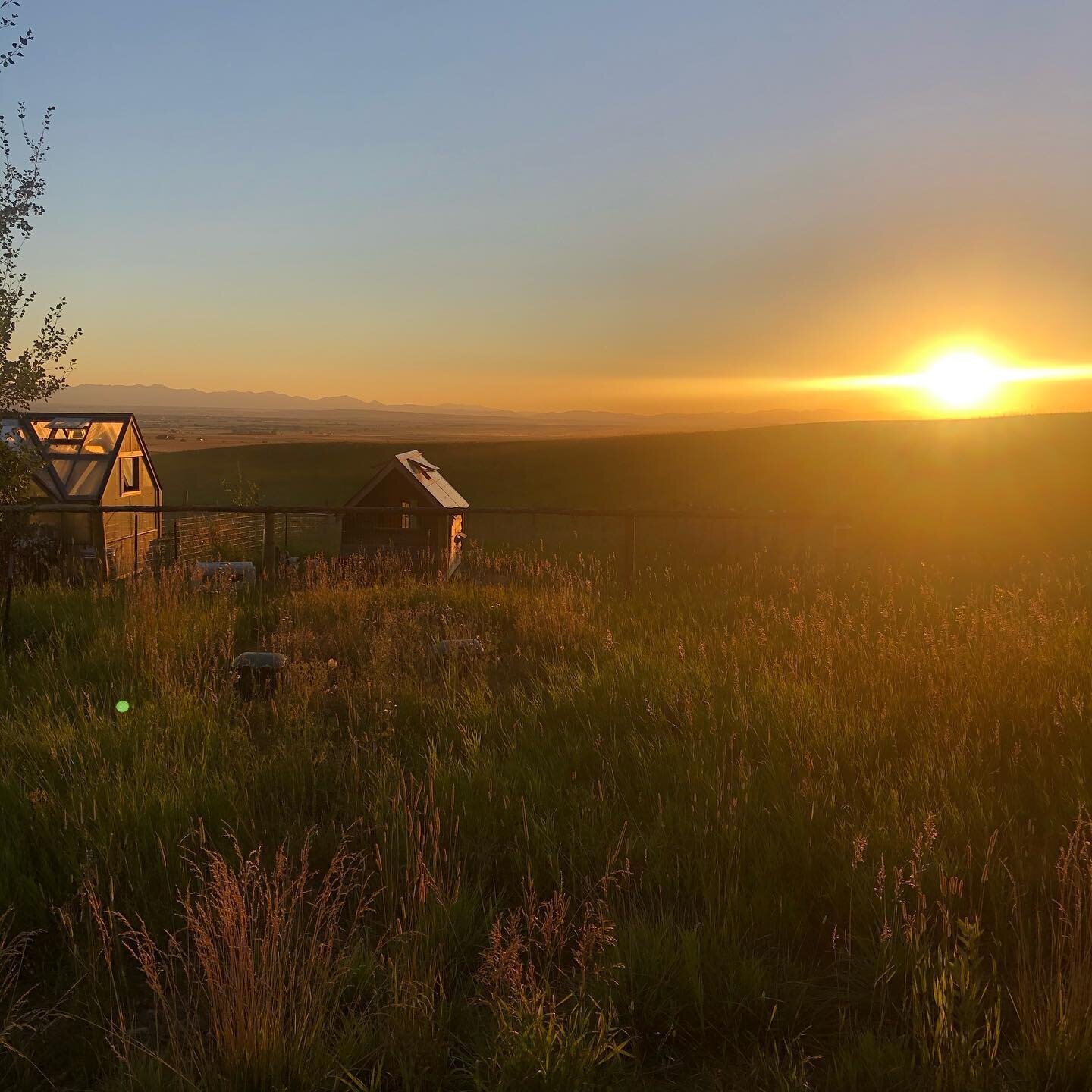 Montana Farm Life 
.
.
.
#chickencoop #greenhouse #sunset #montana #valley #mountainvalley #summertime #summervibes #summer2020 #farm #ranch #land #montanamoment #bozeman #bozemanmontana #bozemanmt #406