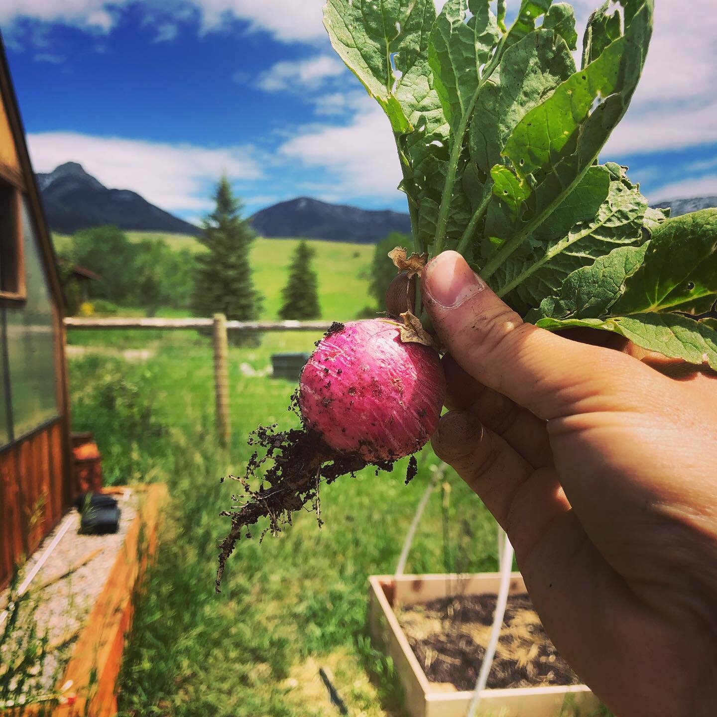 Another year, another Radish.  First vegetable harvest of the year!

#Montana #bozeman #bzn #gardening #garden #radish #gardenradish #montanagardening #montanagarden #backyardgardener #backyardgarden #backyardgardening