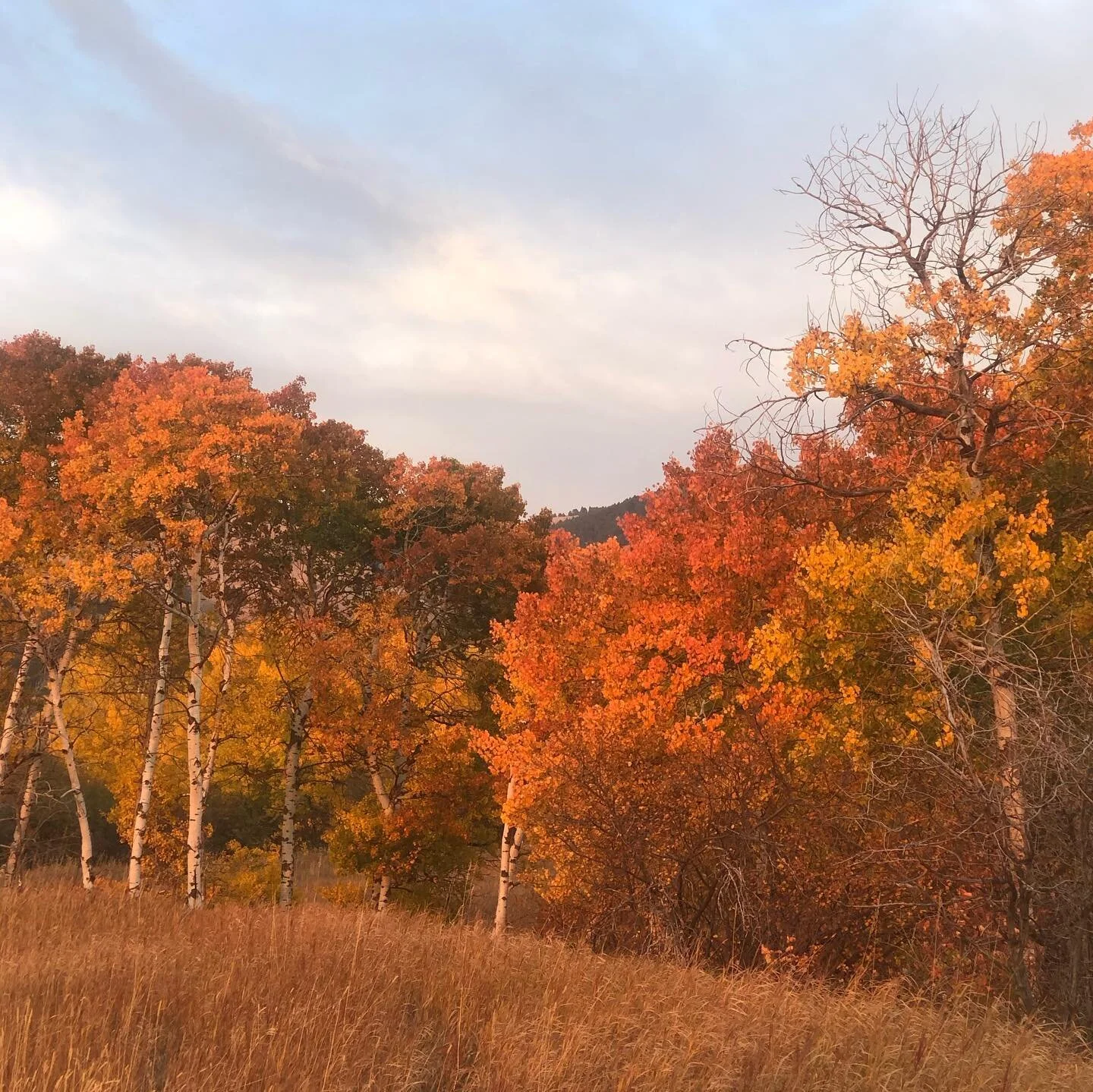 Enjoying these last few days of our fall in Montana 🍁 
.
.
.
#montana #fallinmontana #fall #fallvibes #fallcolors #fallseason #bzn #bozeman #bozemanmt #bozemanmontana #leaf #leaves🍁 #leaves #leafseason #leafs #leafphotography #tripletreetrail #farm