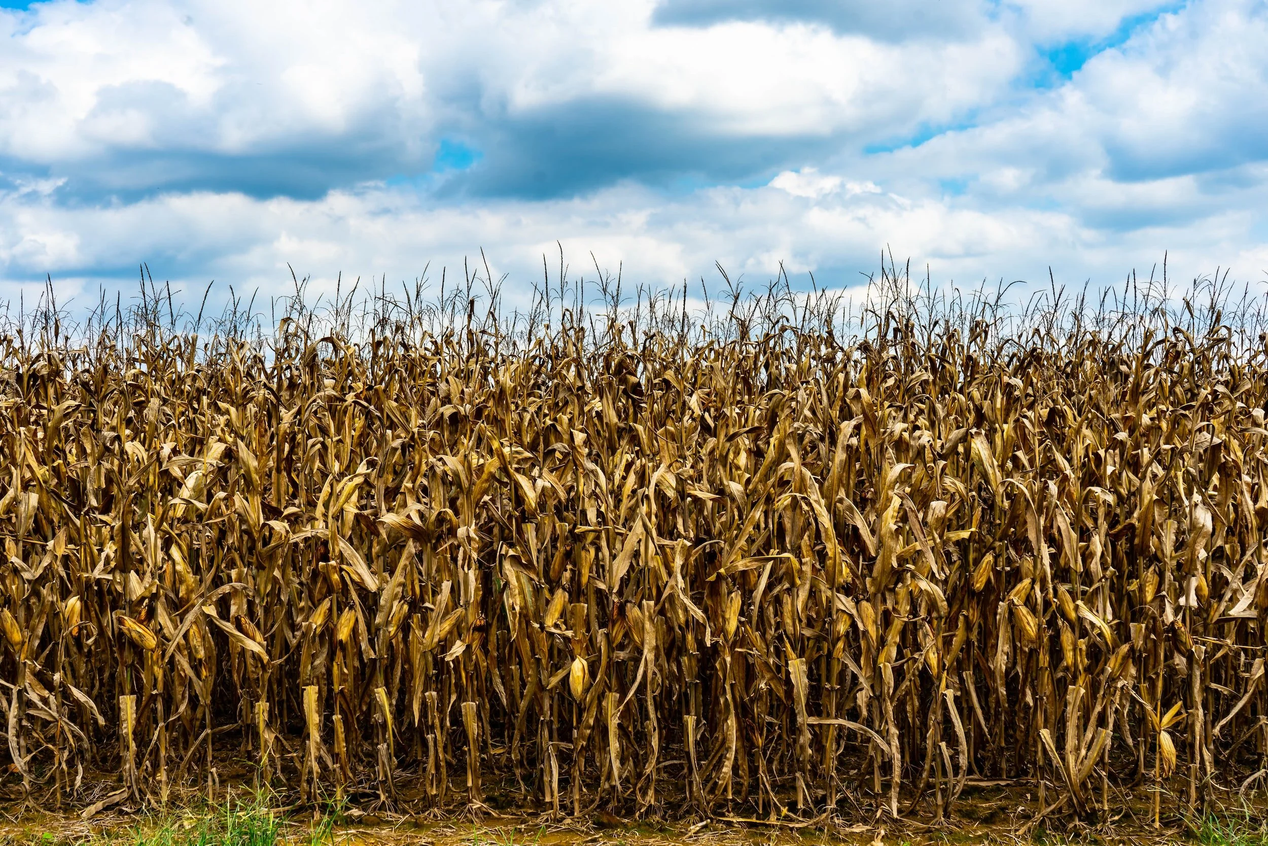 The Advantages of NoTill Farming — James Gibbon