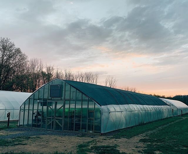 Our propagation house got a shade cloth today. Light diffusion and UV protection for the hemp babies.