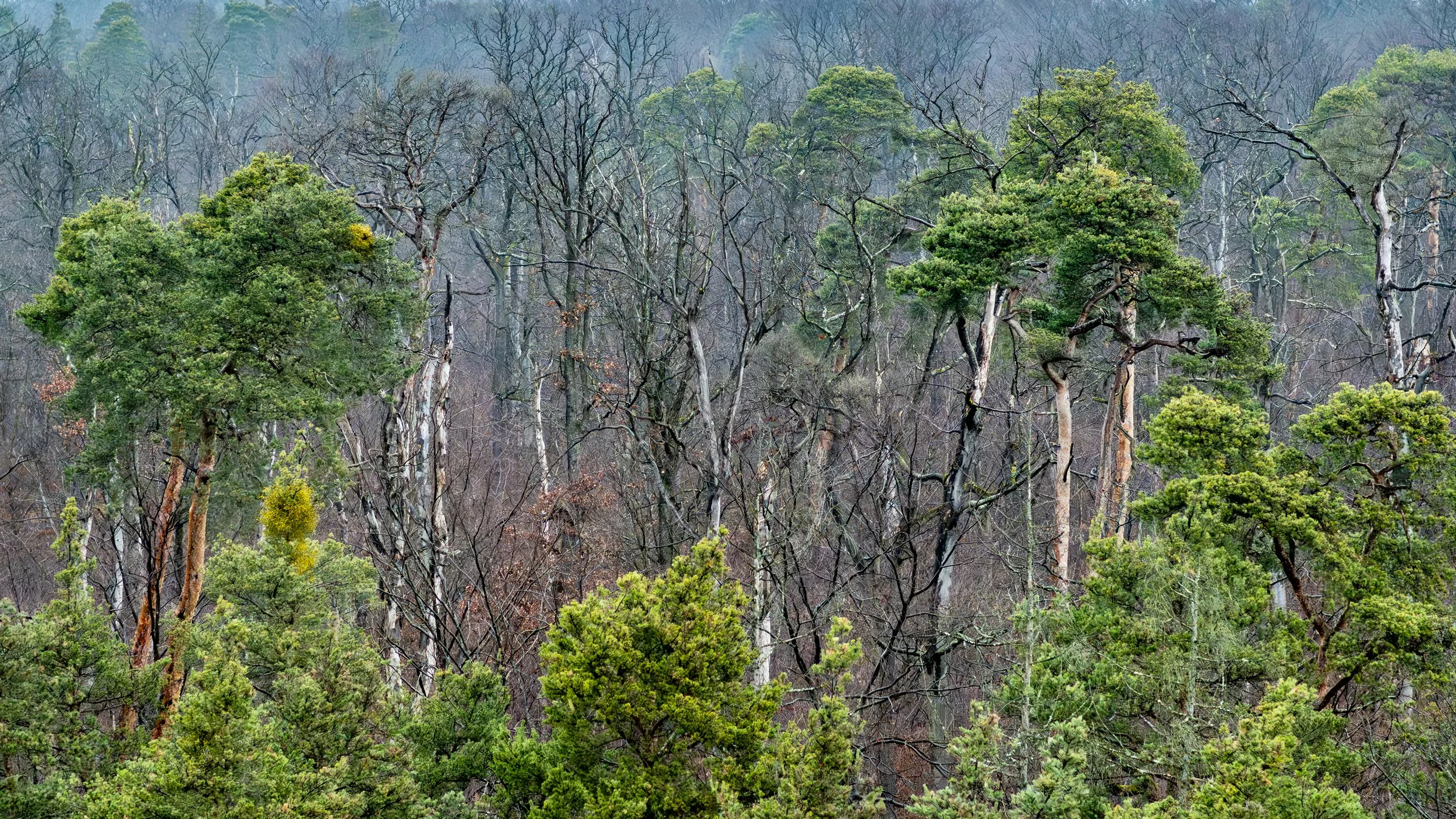 DSC_2268.jpg