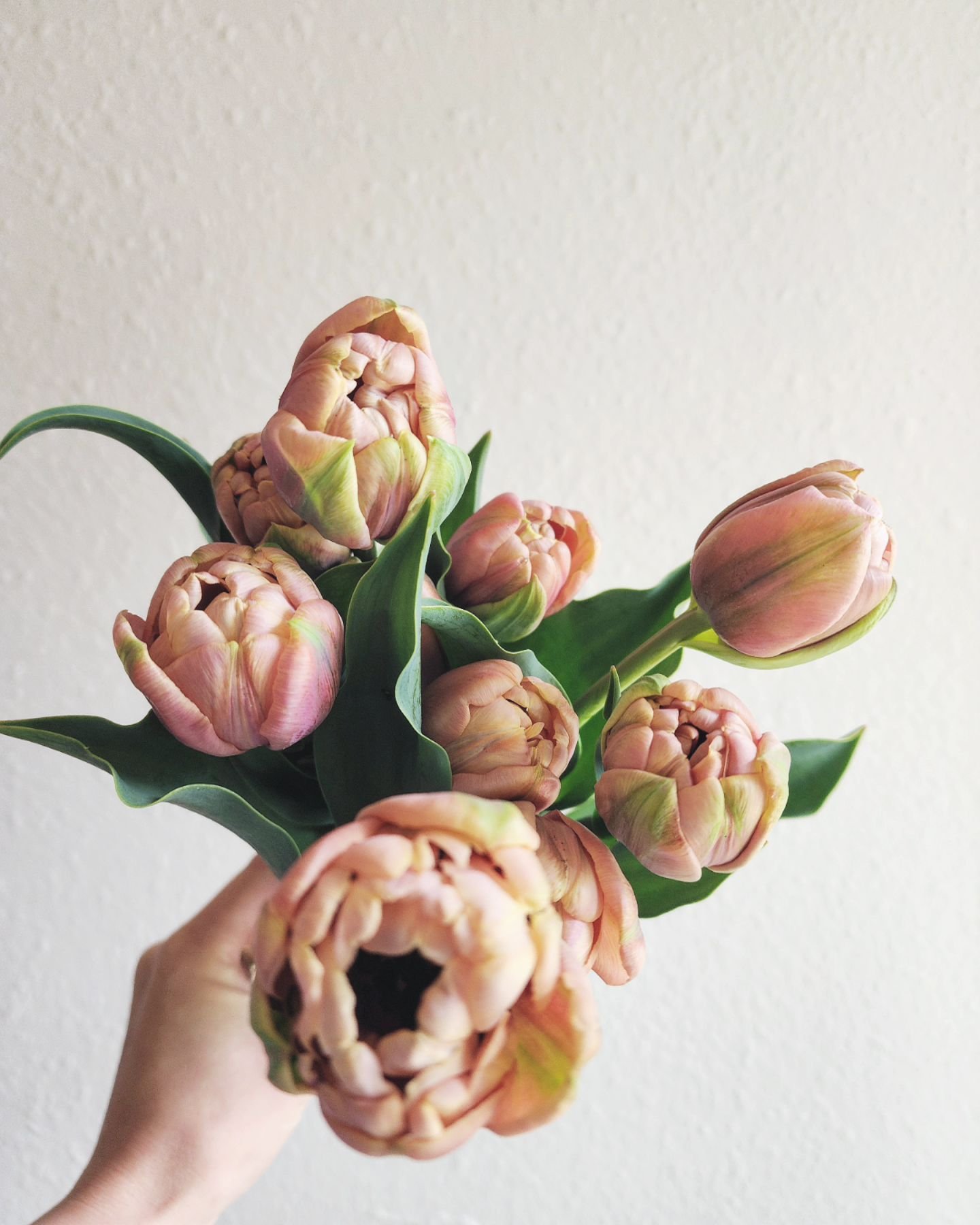 If you know me, you know I'm all about the muddy, earthy, nuanced colors. Nothing beats the La Belle Epoque Tulip when it comes to this... they are unreal! I hope some day I'll be able to grow these in my own garden. 

Locally grown and sourced from 