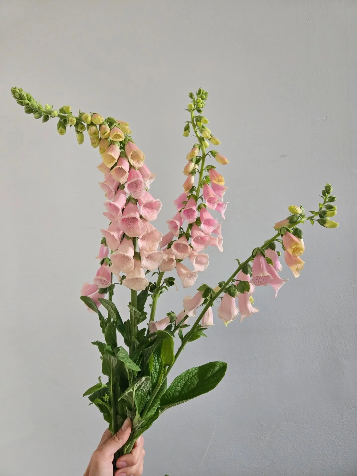 Swooning over these peach Foxglove grown by @sunspellflora