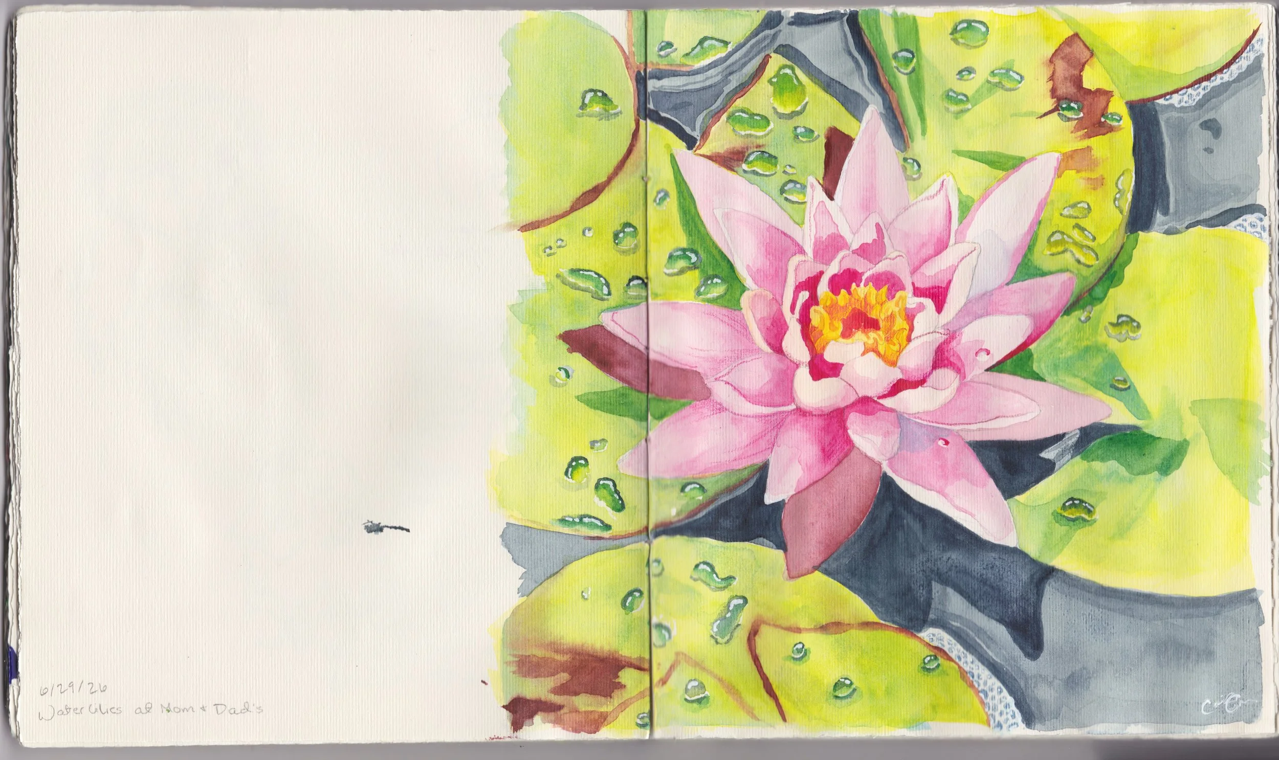 Water Lily Full.jpg