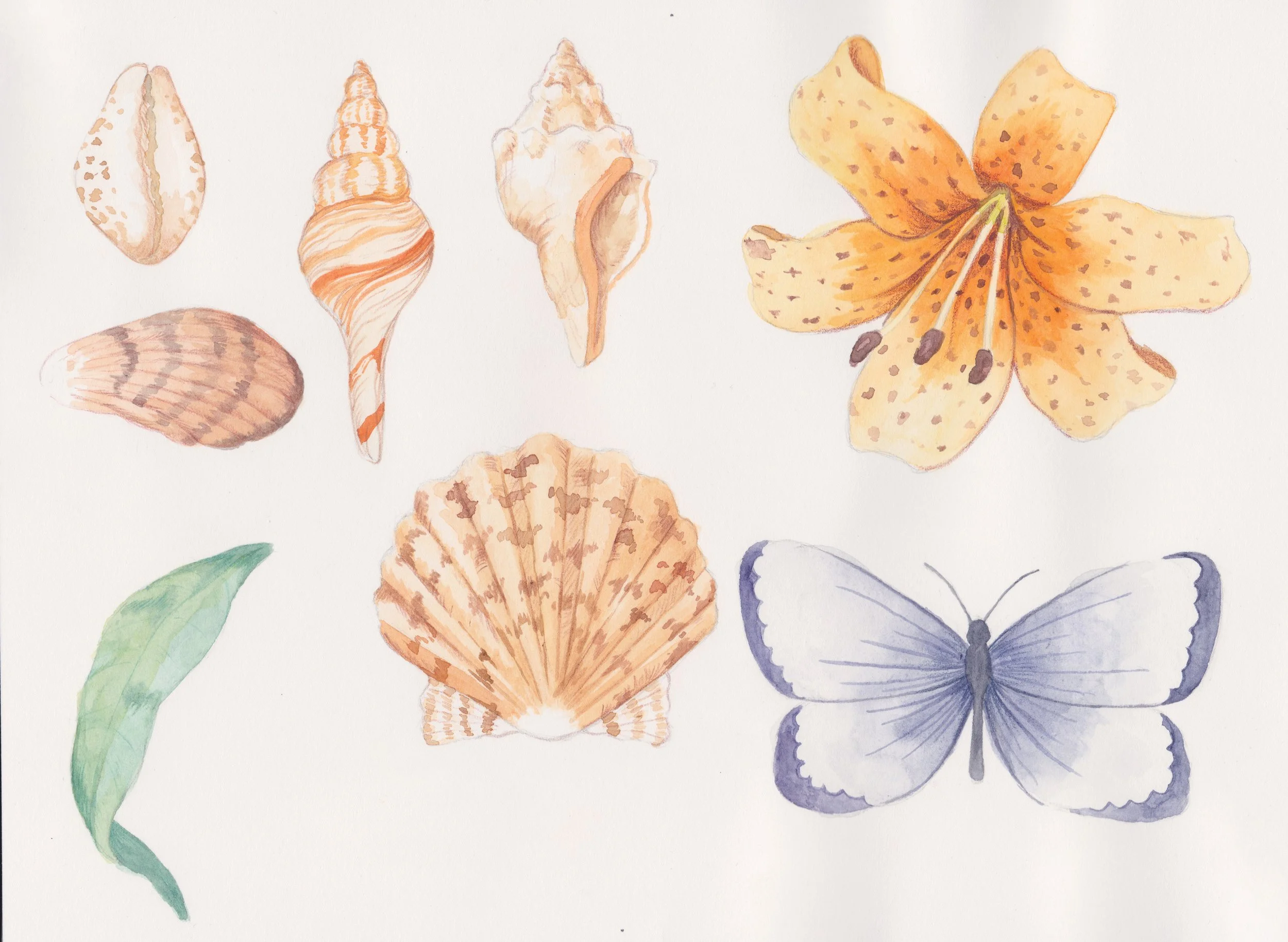 Full Shells Watercolor.jpg