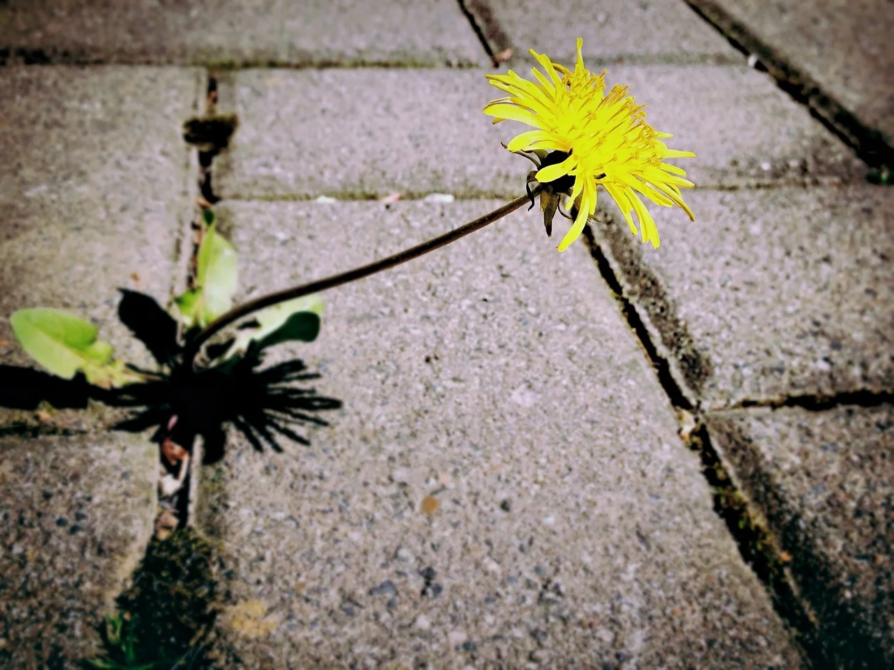 Is it time for a bit of weeding? Clear space for your goals.