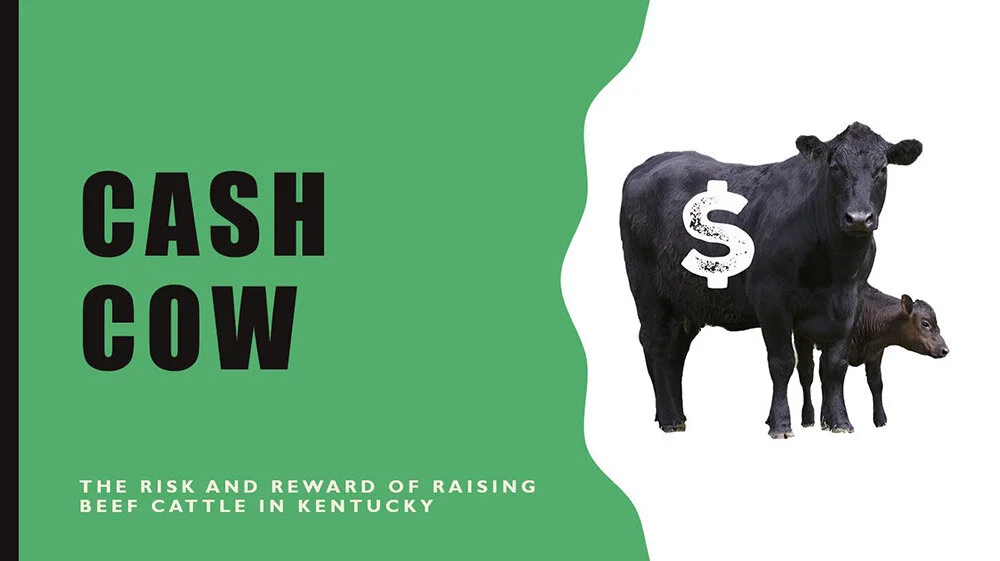 Cash Cow Life in the Cattle Business — TeachKyAg