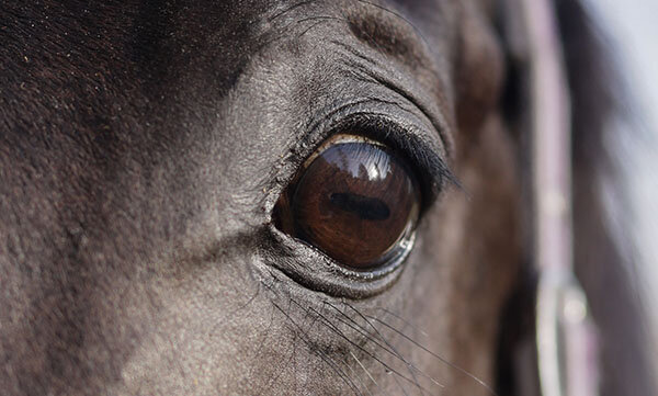 Horse Vision: Eye Function & Adaptations for Survival — #TeachKyAg