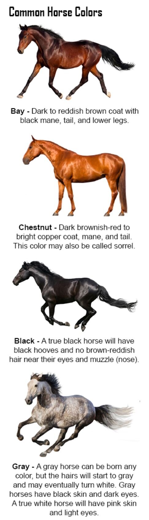 Knowledge of horse hair color you should know (Part 1)
