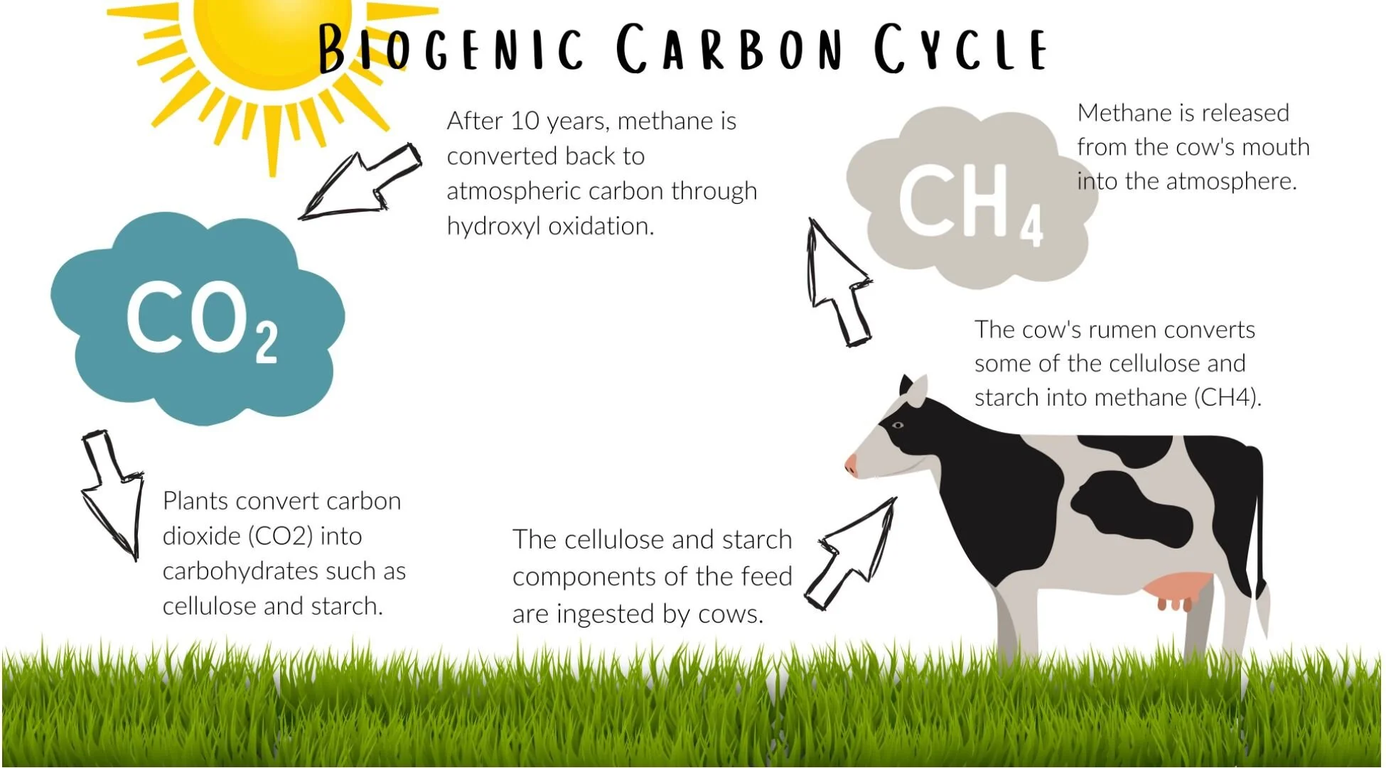 Carbon Hoofprints: Cows and Climate Change