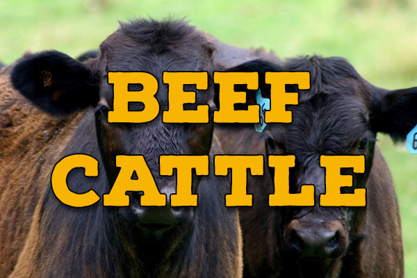 beef cattle.jpg