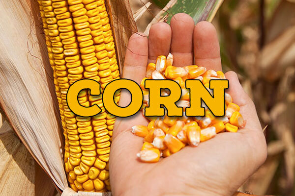 corn.jpg