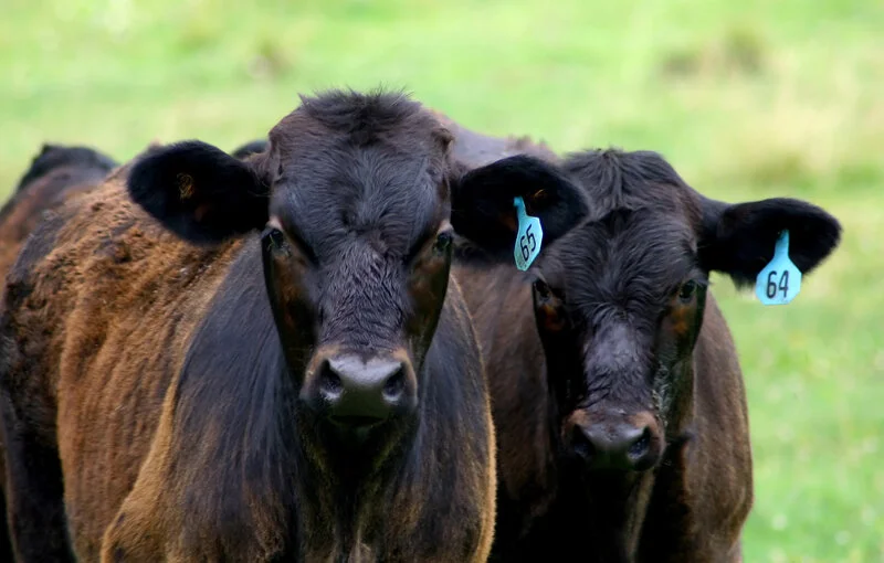Beef Basics