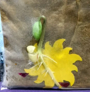 Soybean Science: Let's Sprout a Soybean!