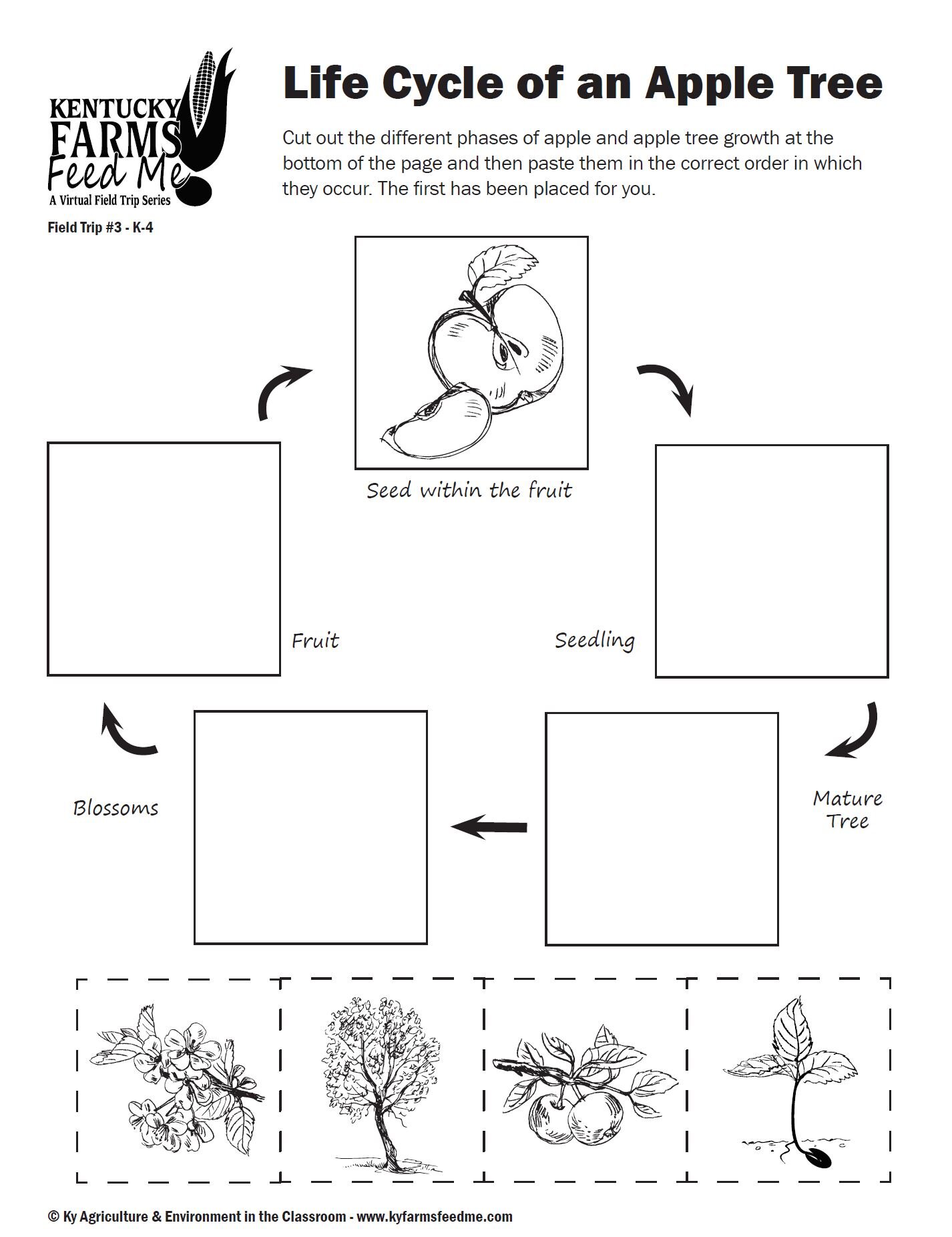 Life Cycle Of An Apple Tree TeachKyAg