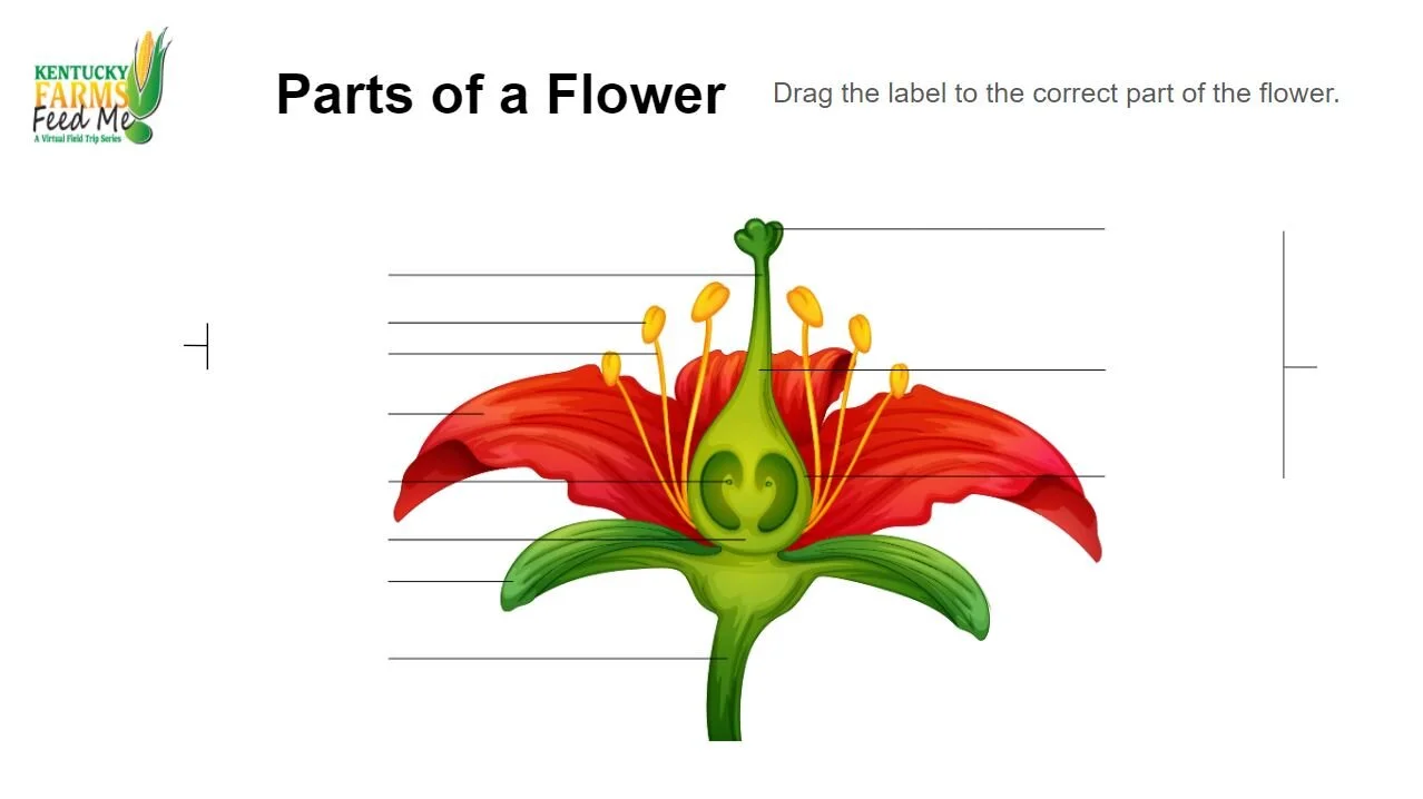 Parts of A Flower Fill-In Activity