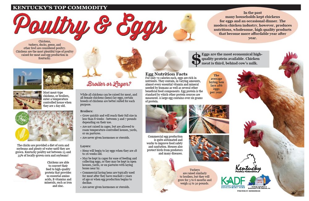 III. Understanding the Nutritional Value of Hen-Produced Eggs