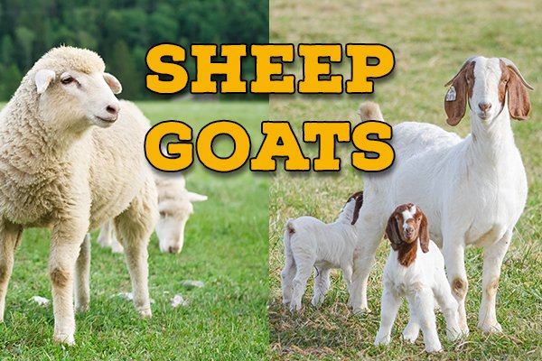 sheep-goats.jpg