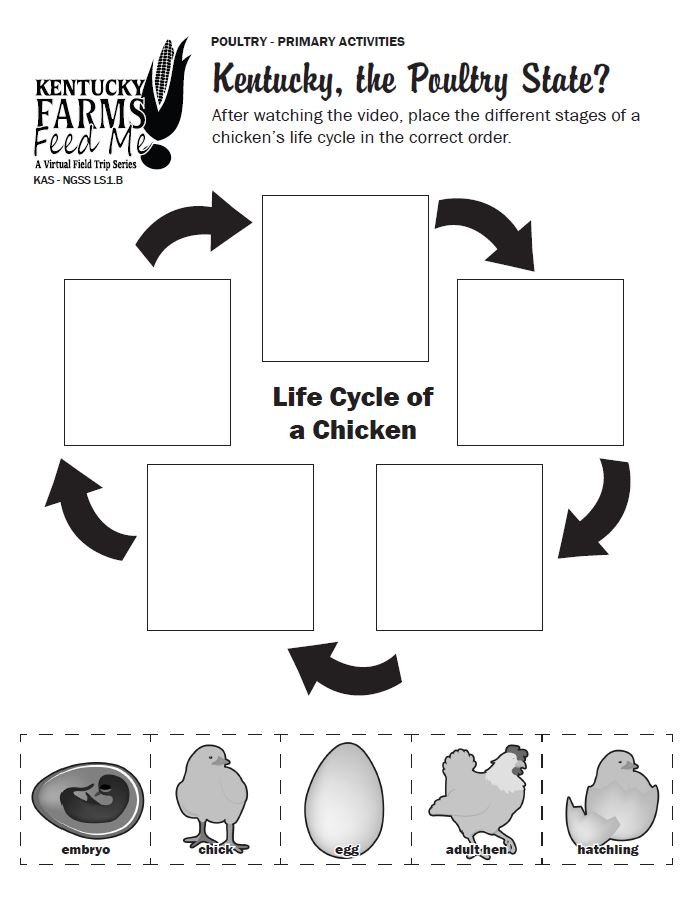 Life Cycle Of A Chicken Worksheet