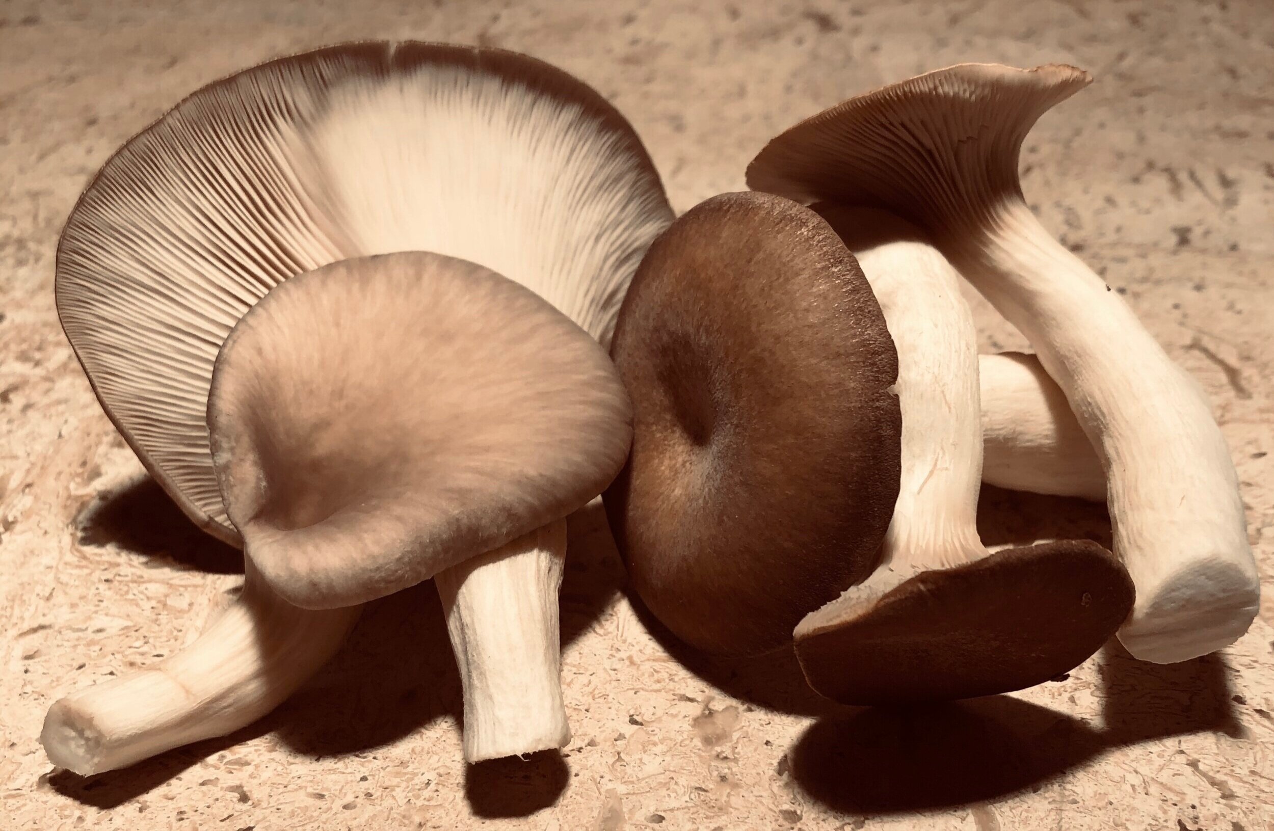 Mushrooms in Literature and Pop Culture