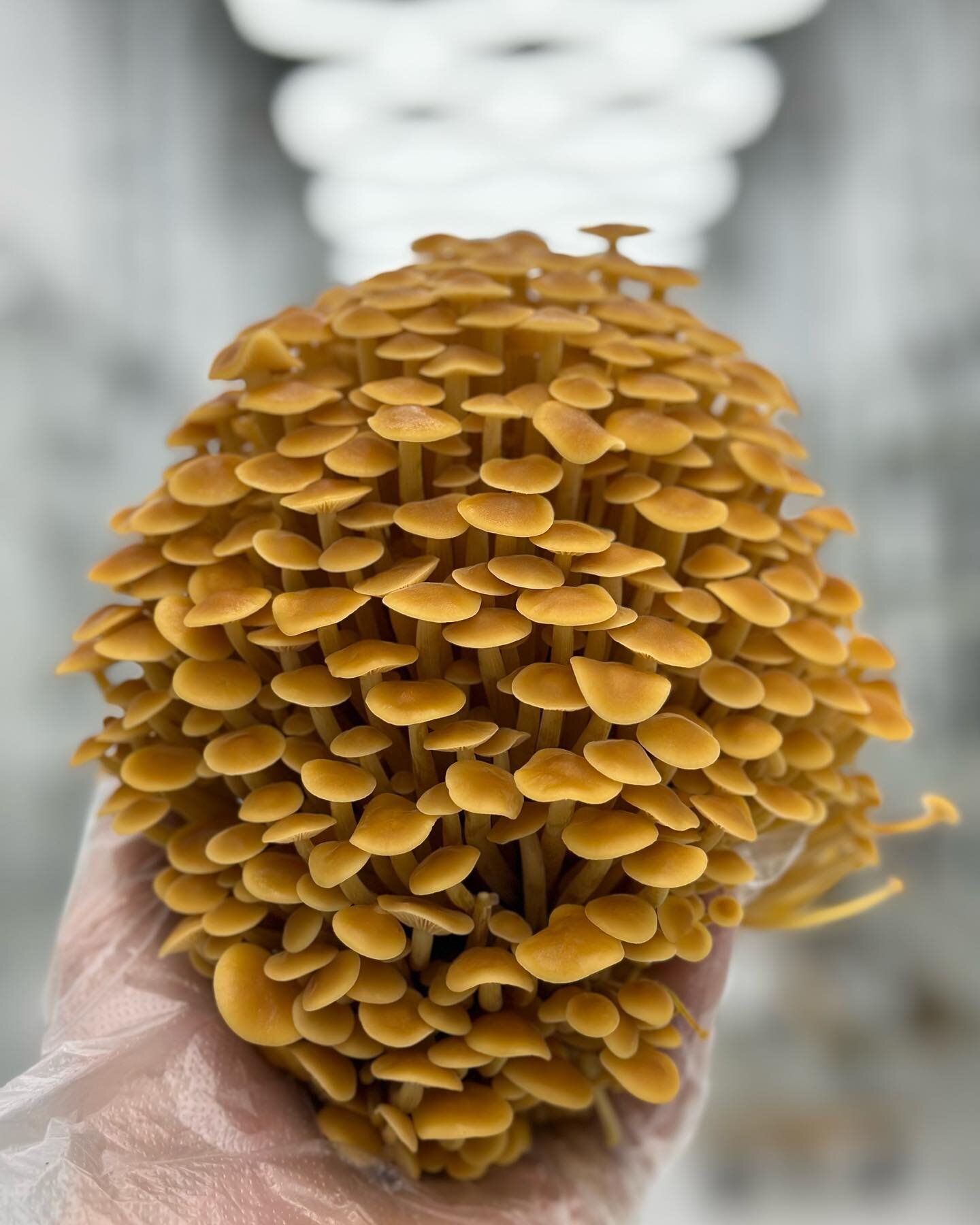 Golden Enoki grown different ways for different culinary applications. Which do you prefer?