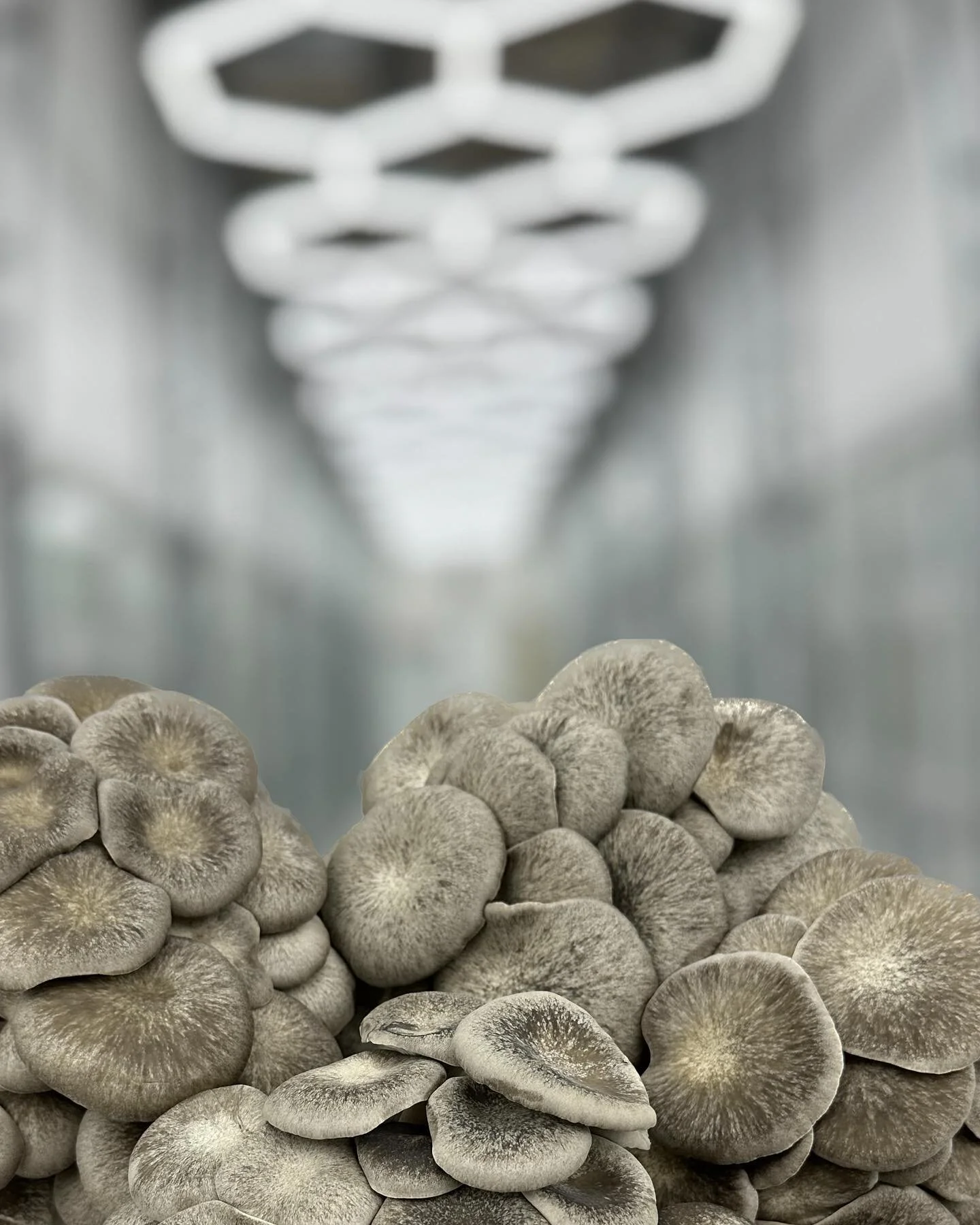 Black Oysters ready for spring menus 🌷